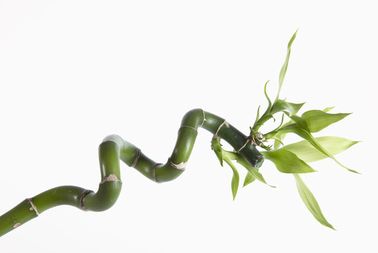 bamboo1