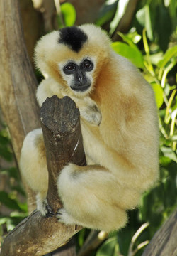 White Cheeck Gibbon。