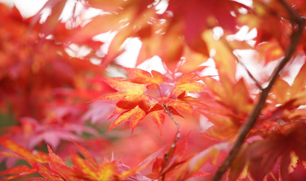 紅楓葉