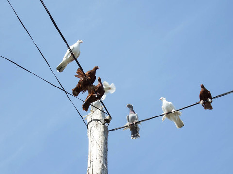 電源線上的鴿子