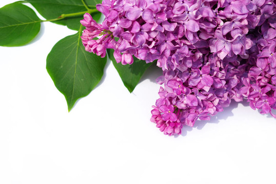 丁香花