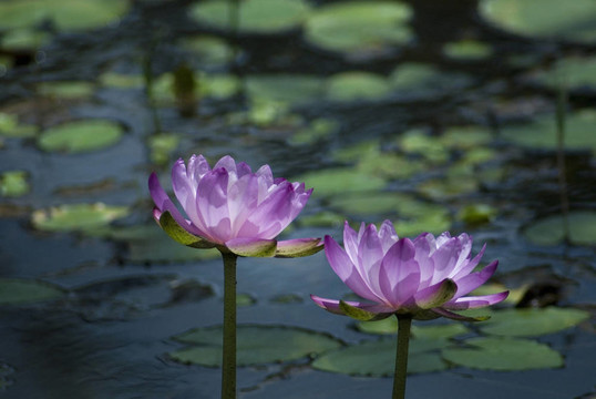 粉色的百合花