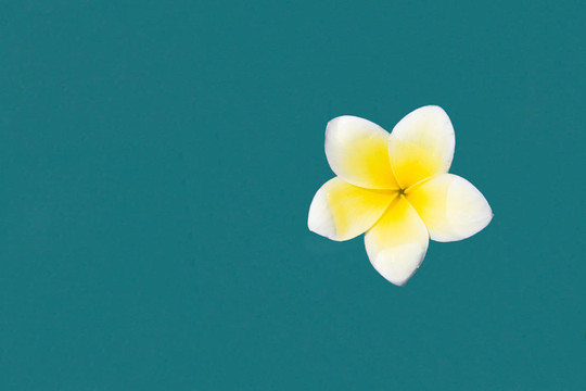 雞蛋花