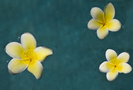 雞蛋花