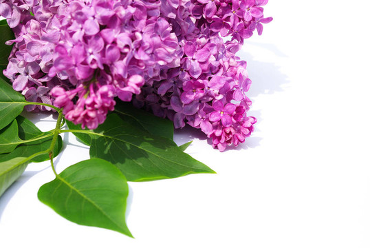 丁香花