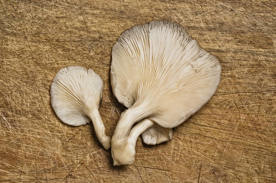 新鮮食用菌。
