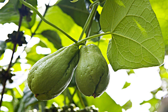佛手瓜對(duì)