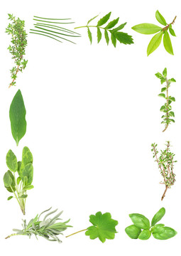 草本植物，葉緣