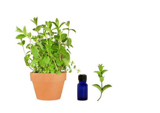 香草薄荷