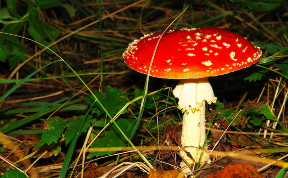 紅菌