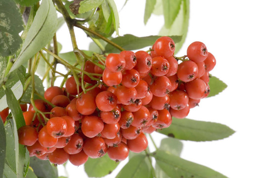 ashberries與葉子