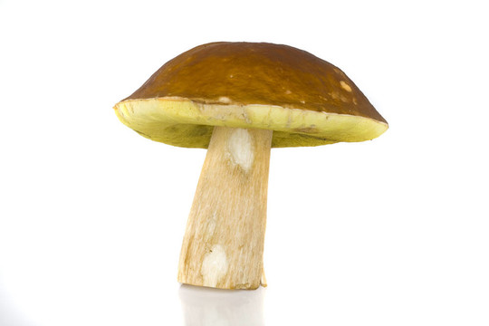 美味牛肝菌