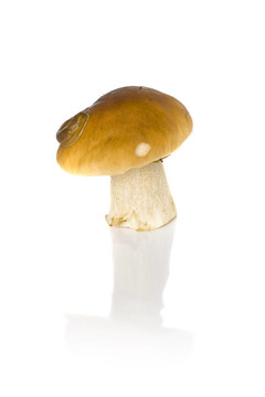 美味牛肝菌
