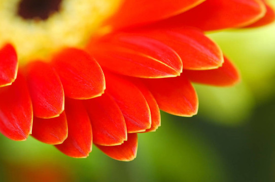 花瓣