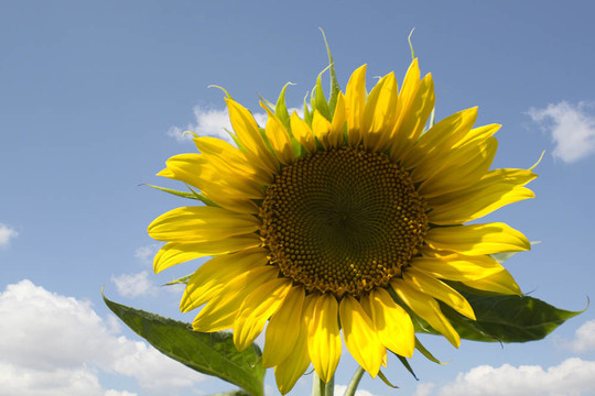 太陽花