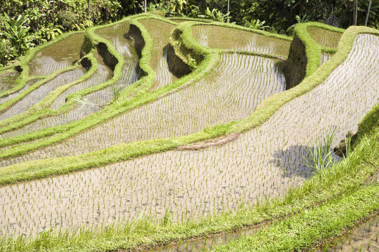 巴厘稻田