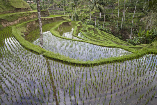 巴厘稻田