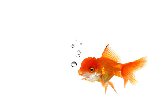 在水中的橙色金魚