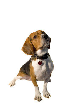 孤立的小獵犬
