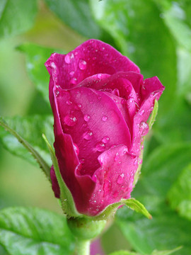犬薔薇花