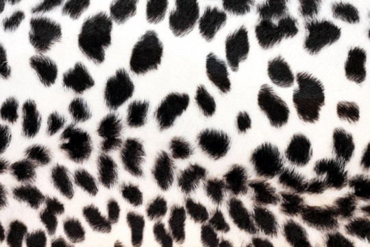 白豹