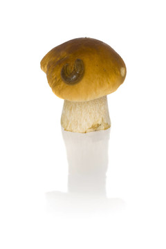 美味牛肝菌