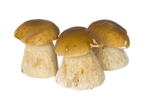 美味牛肝菌