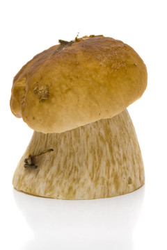 美味牛肝菌