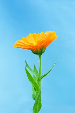 金盞花