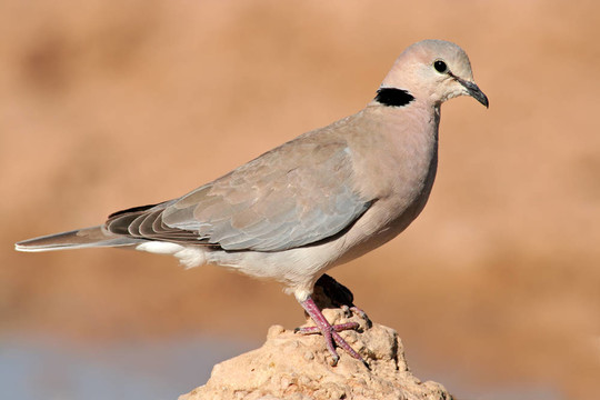 海角斑鳩