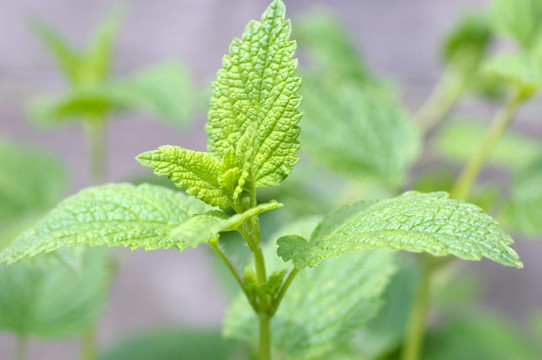 檸檬香蜂草