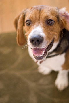 可愛的比格犬