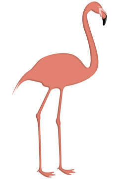 粉紅色的火烈鳥插圖分離