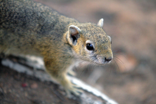 南非squirrrel