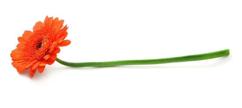 太陽(yáng)花的白