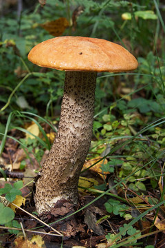 大紅冠蘑菇