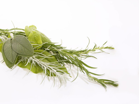 草本植物
