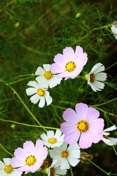 camomiles
