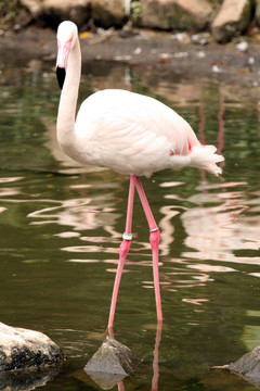 粉紅色的火烈鳥-海洋公園；香港
