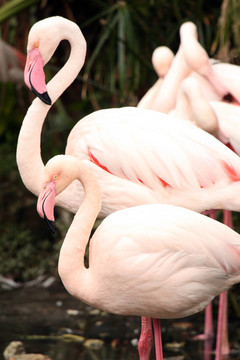 粉紅色的火烈鳥-海洋公園；香港