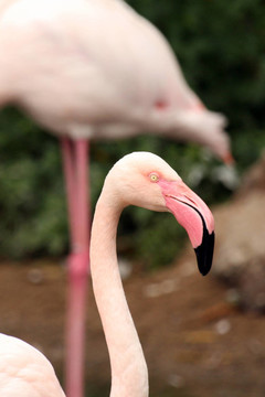 粉紅色的火烈鳥-海洋公園；香港