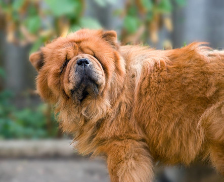 松獅犬