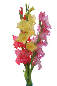 三gladioluses