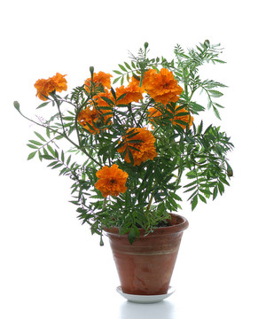 盆栽植物