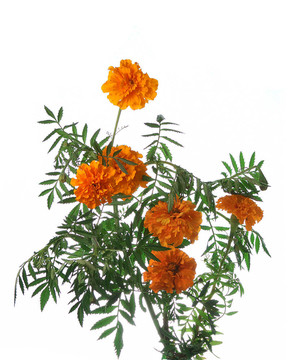 金盞花