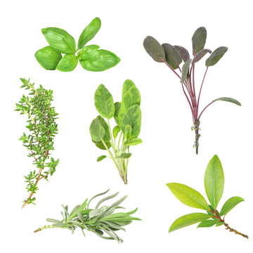 草本植物的選擇