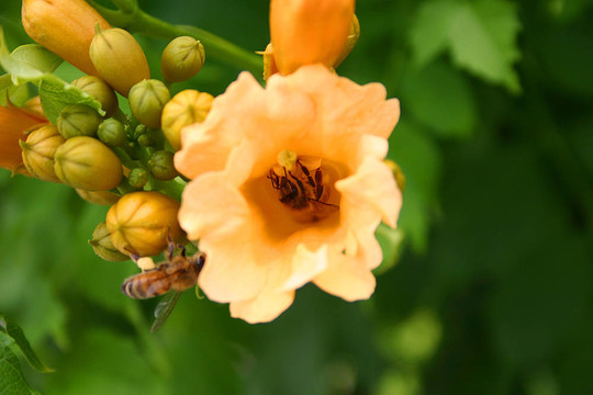 花上的蜜蜂