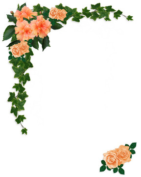常春藤；芙蓉和Roses Floral