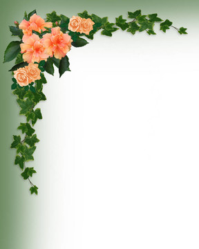 常春藤；芙蓉花和玫瑰花的角落