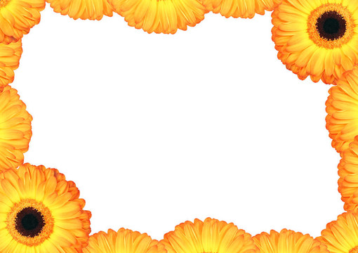 菊花瓣花緣